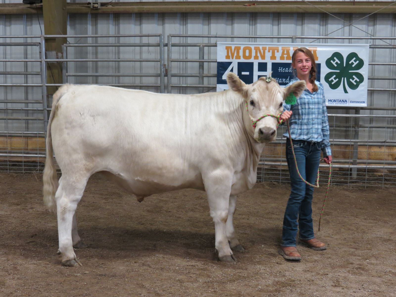 DeBruycker Charolais Cross Steer